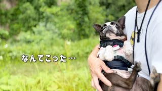 信州の自然で過ごす、愛犬との特別な1日川遊びと可愛すぎる拒否行動キャンプ [upl. by Atinihc190]