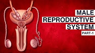 Human Reproduction  Male Reproductive System  Part 1 Class 12  BOARDS  NEET  BHAJAN MAAM [upl. by Rediah]