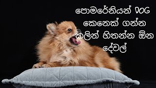 පොමරේනියන් කෙනෙක් ගන්න කලින් හිතන්න ඕන දෙවල්  pomeranian dog sinhala [upl. by Alvis]