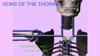 VEINS OF THE THORAX [upl. by Feliza]