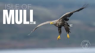 Wildlife Photography on Mull  Eagles amp Otters  Part 1  4K [upl. by Freyah]