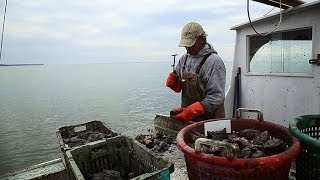 Chesapeake Can Oysters Save the Bay [upl. by Esiouqrut]