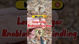 Würzpilze 🍄 Knoblauchschwindling 🍄 pilze herbst gewürze pilzesammeln [upl. by Niletak]