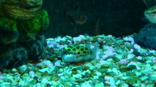 Green Spotted Pufferfish  PUFFED UP  INFLATED [upl. by Inaluahek737]