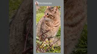 Cat Opening Its Mouth 😲❤️ cat catlover kitten [upl. by Sherline899]