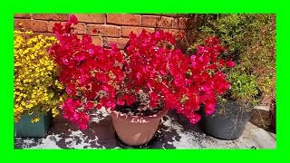 How to Grow Bougainvillea In a Pot Bougainvillea Care In Containers [upl. by Reede831]