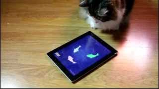 Cat VS iPad  CAT FISHING 2 [upl. by Mosenthal]