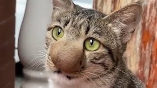 The Most Shocking Botfly Removal from a Cat 🐈 [upl. by Souza]