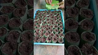 How to grow cucumbers from seeds using banana leaves [upl. by Nerfe]