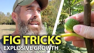 Building A Fig Tree Fruit Source [upl. by Happy]