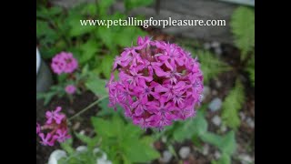 Collecting Seed Catchfly Silene None So Pretty [upl. by Oriel]