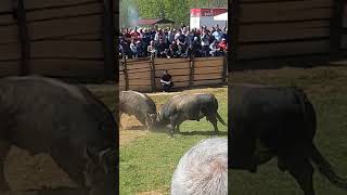 Cupo  Medonja Hrustovo 21042019 Korida  Bosnian Bullfight [upl. by Langsdon]