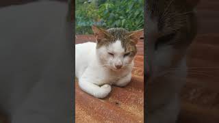 mingming cat viralshort viralvideo [upl. by Ehav976]