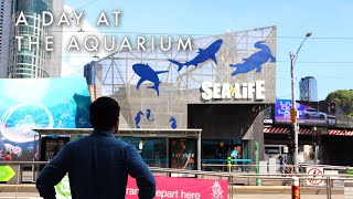 A Relaxing Day At Melbourne Aquarium  Blue Reef Tank [upl. by Ardiedak664]