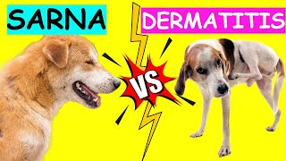 Diferencia entre SARNA y DERMATITIS en PERROS [upl. by Atinaej]