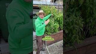 Hochbeet mit Chilipflanzen jetzt im November chili tipps video garten gardening garden [upl. by Baylor991]