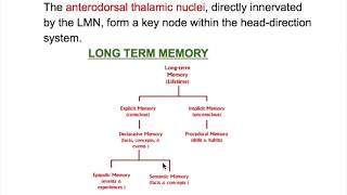 Memory long termprotein synthesis [upl. by Pegeen691]