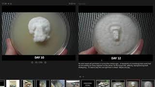 Mushrooms Molds and Mycorrhizae A Fungal Immersion Course Part 4 [upl. by Nosidam]