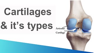 Cartilage  Structure  Functions  Types  Hyaline  elastic  fibrous cartilage [upl. by Ritter325]