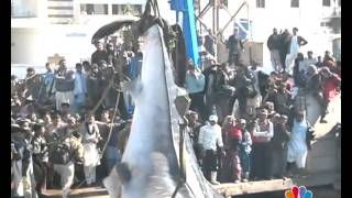 KARACHI BIG FISH REPORT MANSOOR AHMED EDIT BY AMIN AFRIDImp4 [upl. by Chancelor486]