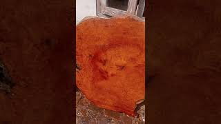 Kayu burl amboyna merah big size minat 082115177195 [upl. by Lupe]