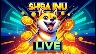 Shiba Inu Live [upl. by Stinson]