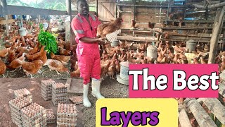 The Best egg laying Chickensl why Hyline Brown ISA Brown and Lohmann sande are the best chickens [upl. by Hulburt204]