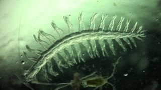 Annelida Tomopteris helgolandica a planktonic polychaete [upl. by Arihay]