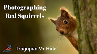 Tragopan V PopUp Hide  Photographing Red Squirrels [upl. by Talbot65]