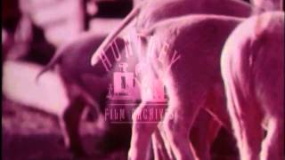 Pig farm in the USA 1970s Film 9564 [upl. by Trip709]