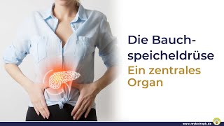 Die Bauchspeicheldrüse – Ein zentrales Organ [upl. by Archle]