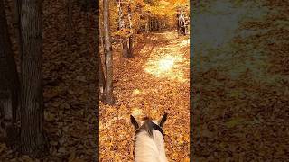 Promenade dans une forêt d’érables en automne 🍂 [upl. by Atikram]