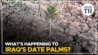 Whats happening to Iraqs date palms  The Hindu [upl. by Braasch]