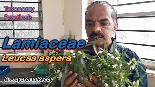 Taxonomy Practicals Lamiaceae Leucas aspera ತುಂಬೆ ಗಿಡ Dr Jayarama Reddy St Josephs [upl. by Oiretule]