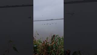 Duck hunting best shots waterfowl duckhunting ytshorts sho [upl. by Kirima75]