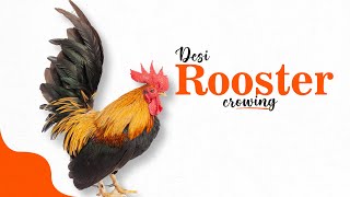 Desi Rooster Crowing  2024 [upl. by Packston]