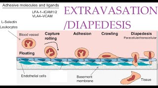 L36 Extravasation Diapedesis Understanding the Molecular Mechanisms Part 1 [upl. by Auqenwahs]