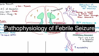 Pathophysiology of Febrile Seizure [upl. by Hastie]