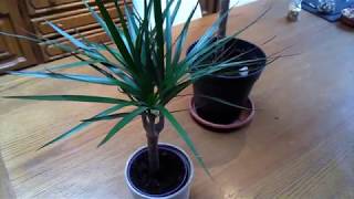 Dracaena marginata Basic care [upl. by Ecienaj663]