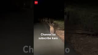 Mumbai Arya colony leopard in roadshortsyoutube [upl. by Sall]