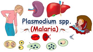 شرح plasmodium spp malariae [upl. by Wood]