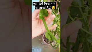 Hadjod Cissus QuadrangularisBiologyhub7773 botanytrending shortsviral flowers shortvideo [upl. by Krishna59]