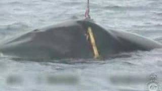 Guardian Graphic footage of Japanese whaling released [upl. by Siocnarf412]