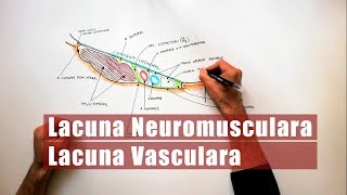 Lacunele Neuromusculară și Vasculară [upl. by Enitnemelc462]