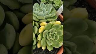 Echeveria elegans variegata [upl. by Lexie]