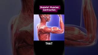 Skeletal Muscles Contraction science anatomy physiotherapy muscle science biology facts gym [upl. by Llyrrad]