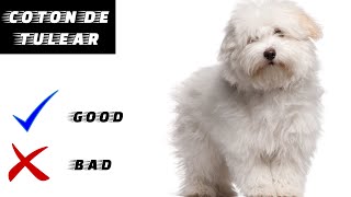 Coton de Tulear Pros And Cons  The Good And The Bad [upl. by Einama]