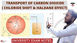 Transport of Carbon DioxideHamburger phenomenon  Haldane Effect  Respiratory system physiology [upl. by Feldt]