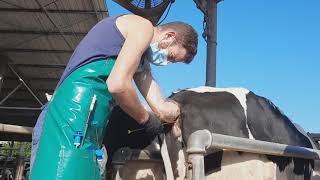 Watch how artificial insemination is done in cows [upl. by Gagne893]