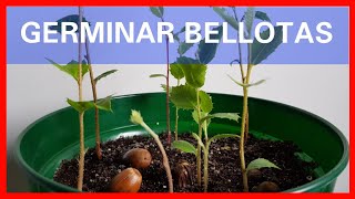 Germinar Bellotas Rápido  Cómo Plantar un Roble  Plantar o sembrar bellotas  Germinar Bellota [upl. by Pufahl]